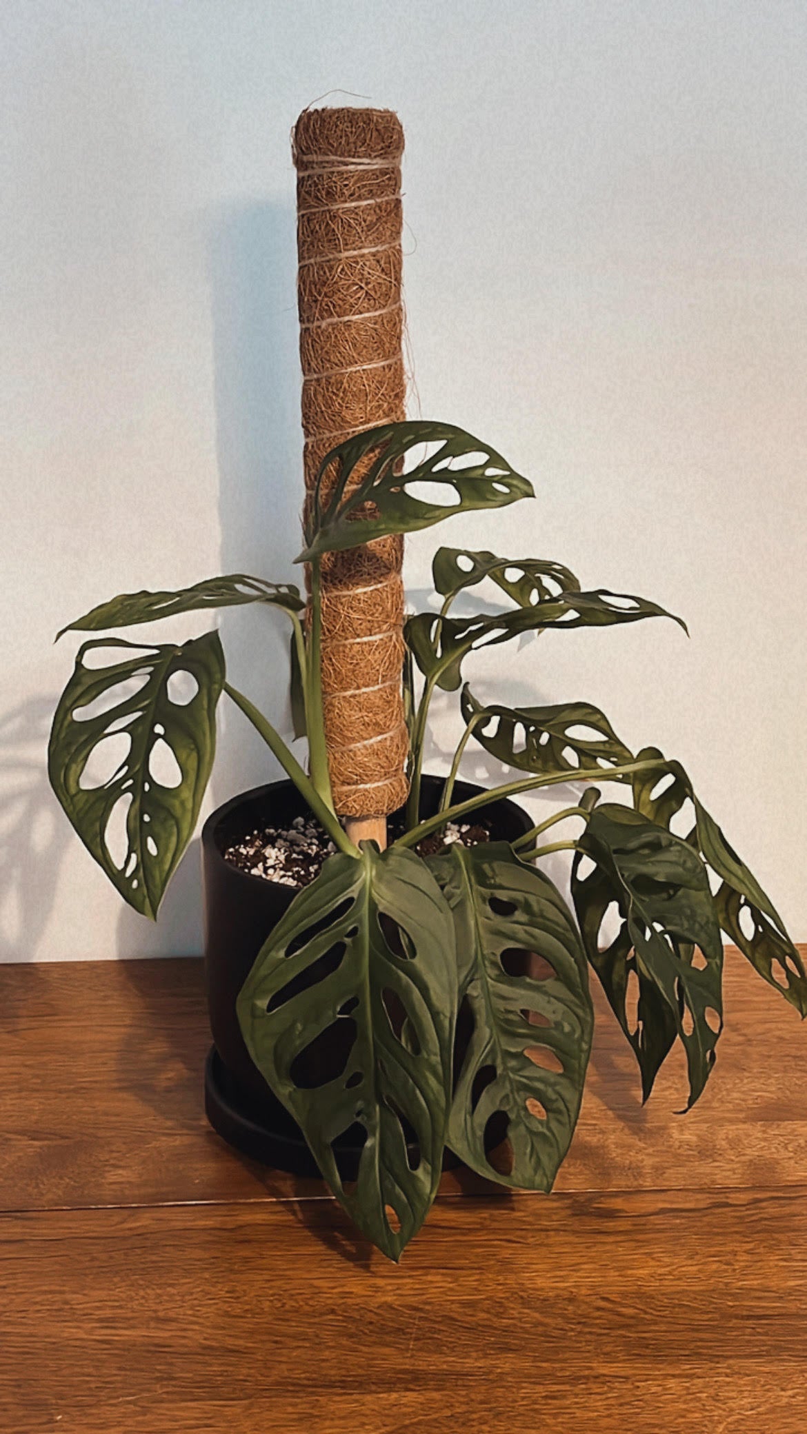 Moss Pole | MOON LADY PLANTS